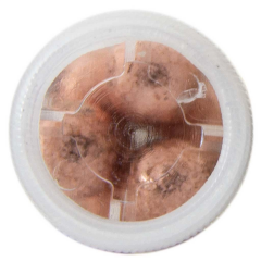 ZUBER 12 Kalibre 9'lu Şavrotin Av Fişeği Gold